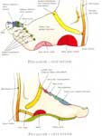 thérapie manuelle : réflexologie plantaire